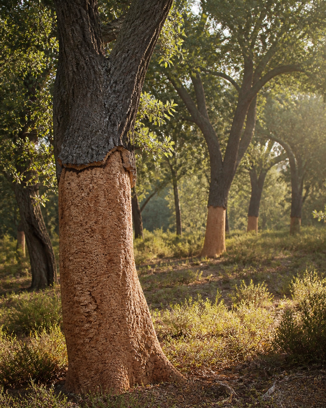 Cork oak trees continuing to grow after their bark has been responsibly harvested